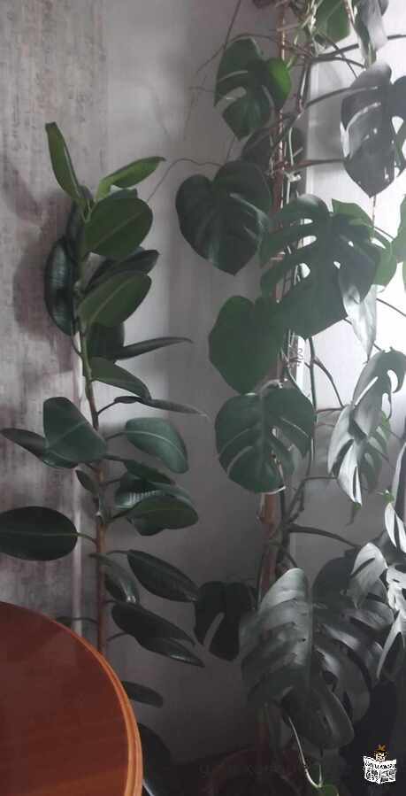 monstera