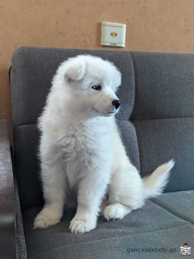 Samoyed dog puppy for sale