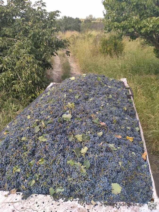 iyideba 5 heqtari saferavis venaxi siRnaRis raion sofel Zvel anagaSi