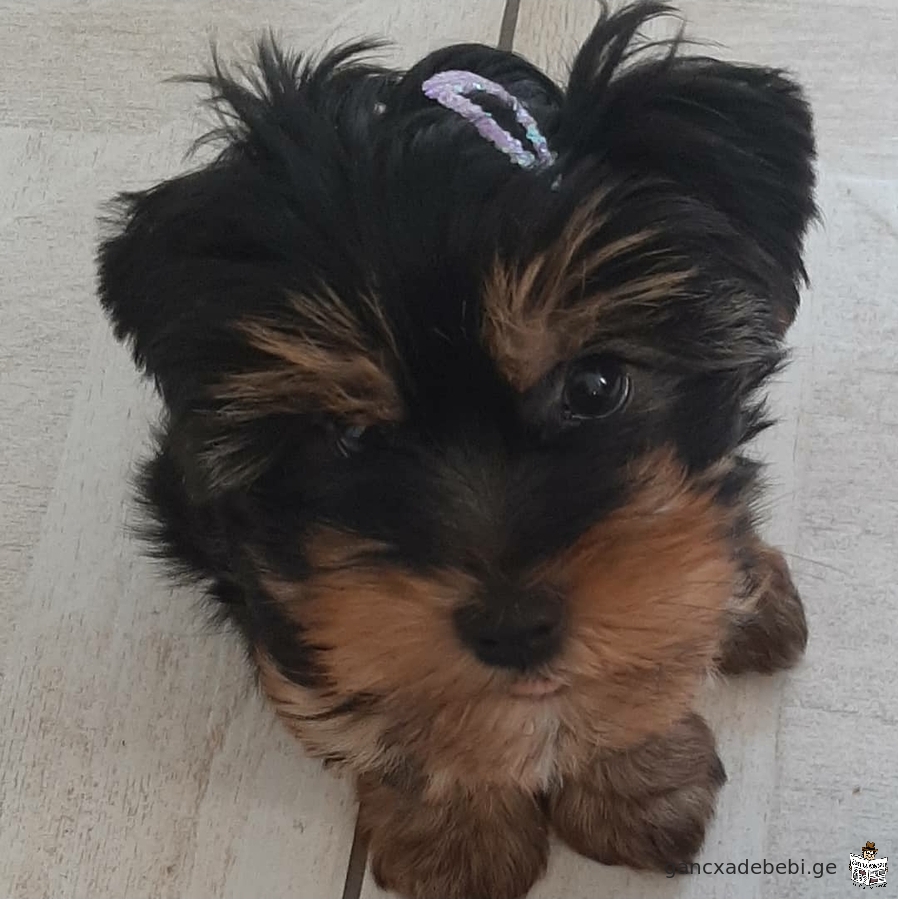 Yorkie puppies for adoption