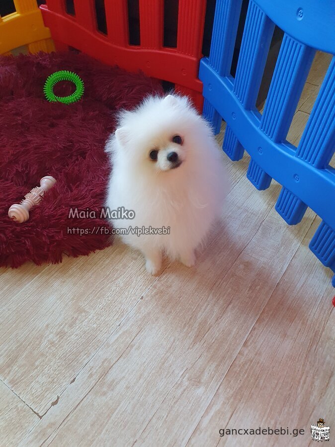 Sold quality puppies Pomeranian Spitz. Documents FCI-FCG.