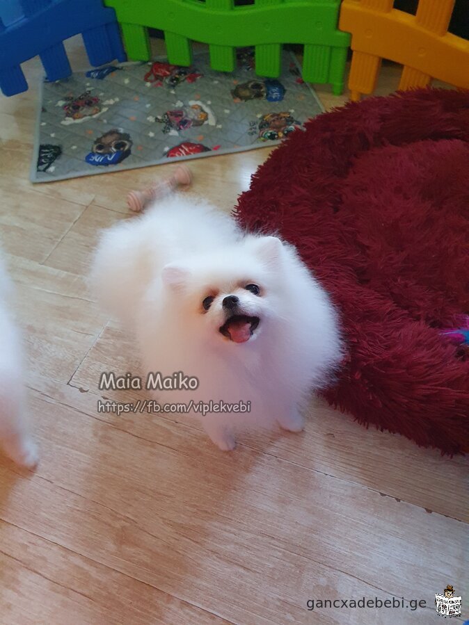 Sold quality puppies Pomeranian Spitz. Documents FCI-FCG.