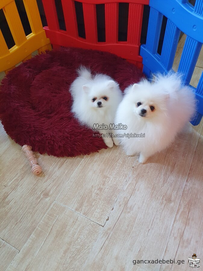 Sold quality puppies Pomeranian Spitz. Documents FCI-FCG.