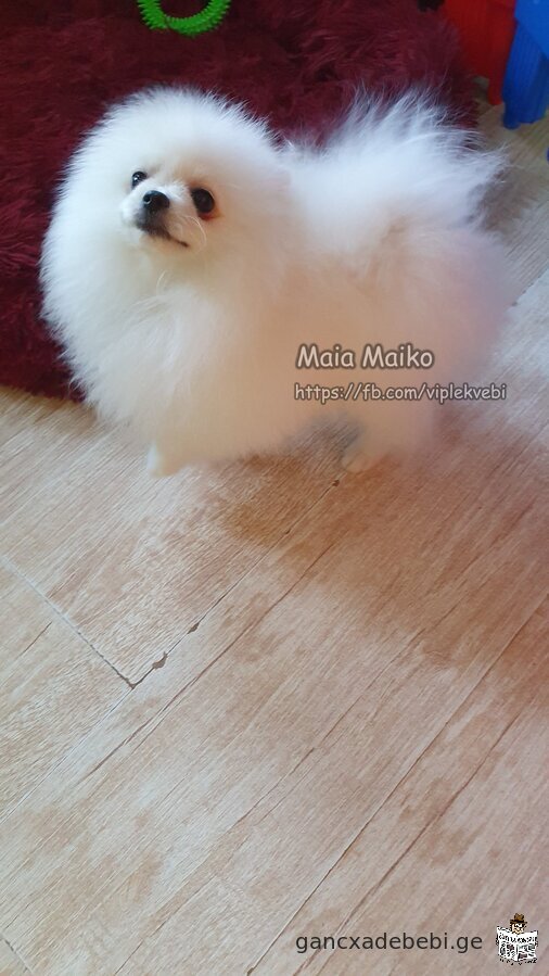 Sold quality puppies Pomeranian Spitz. Documents FCI-FCG.