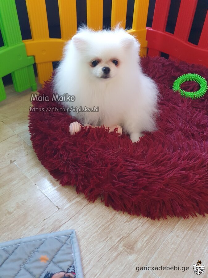 Sold quality puppies Pomeranian Spitz. Documents FCI-FCG.