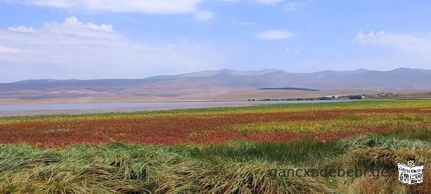 miwis nakveTi faravnis tbasTan