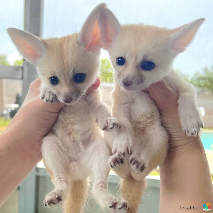 3 Fennec Fox (100% domesticated)