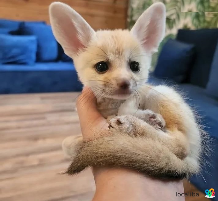 3 Fennec Fox (100% domesticated)