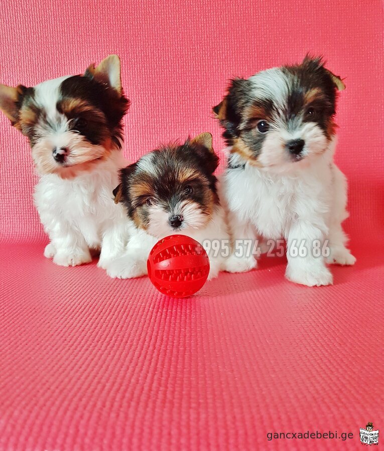 Biewer Yorkshire Terrier for sale. Purebred mini Biewer Terrier puppies. With FCI-FCG documents.