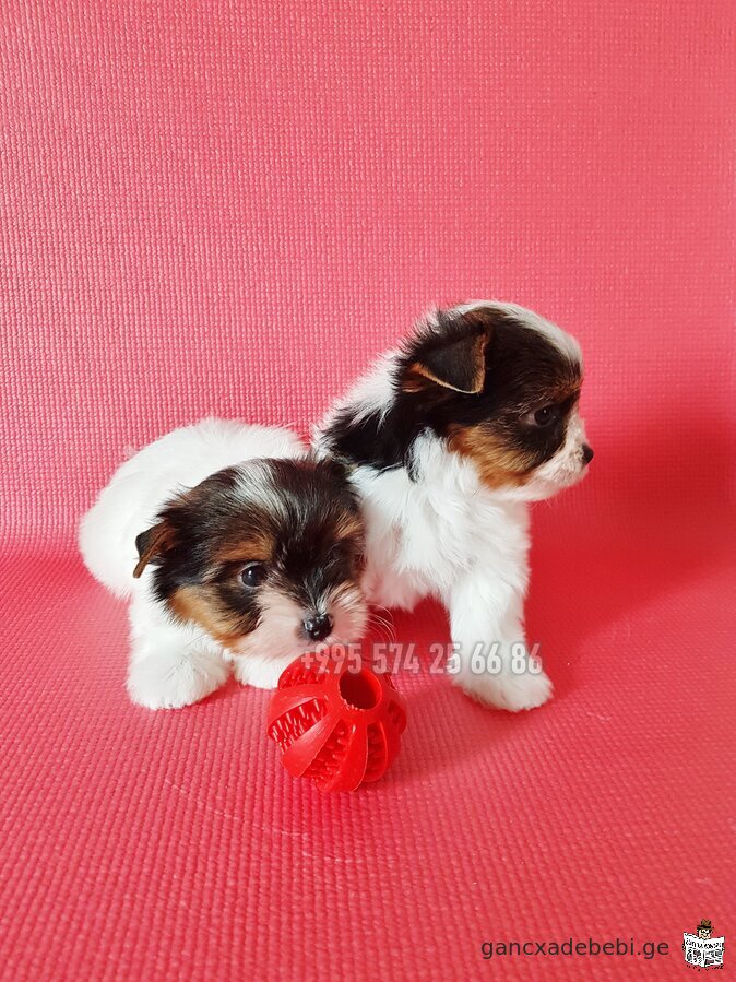 Biewer Yorkshire Terrier for sale. Purebred mini Biewer Terrier puppies. With FCI-FCG documents.