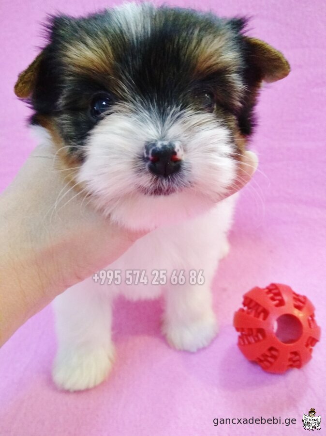 Biewer Yorkshire Terrier for sale. Purebred mini Biewer Terrier puppies. With FCI-FCG documents.