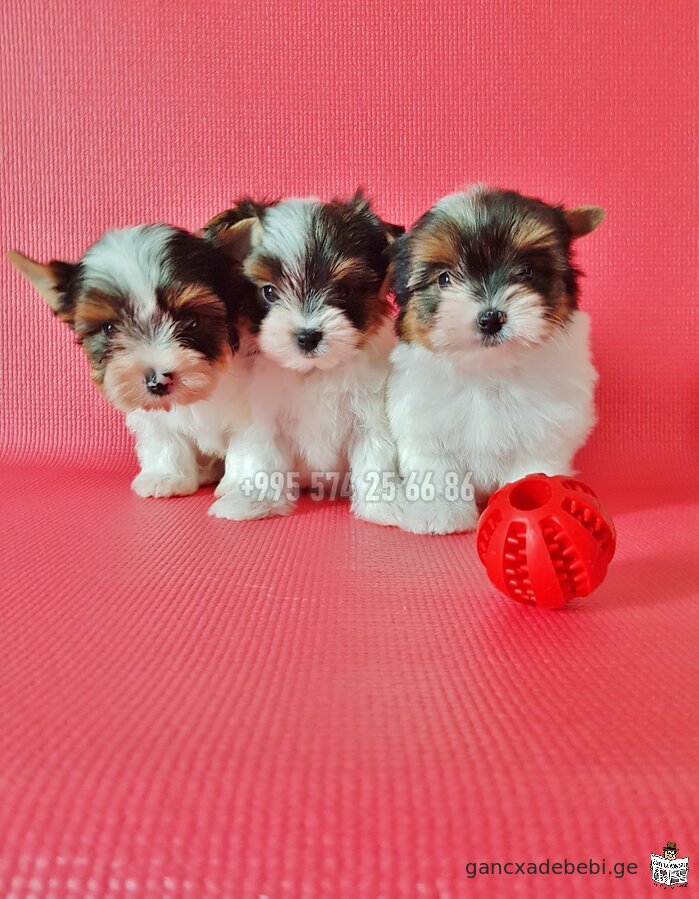 Biewer Yorkshire Terrier for sale. Purebred mini Biewer Terrier puppies. With FCI-FCG documents.