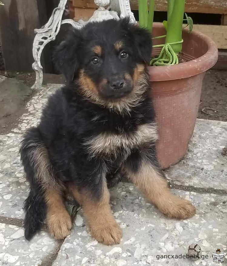 German Shepherd puppies for sale