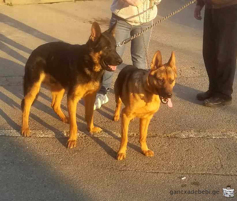 German Shepherd puppies for sale