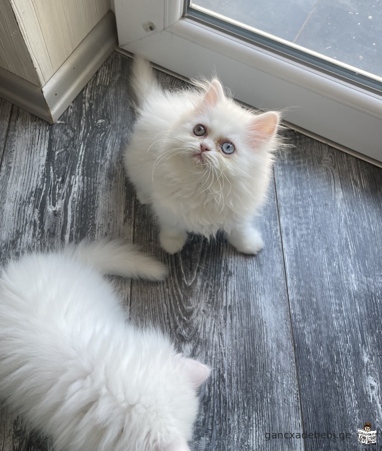 Persian kitten