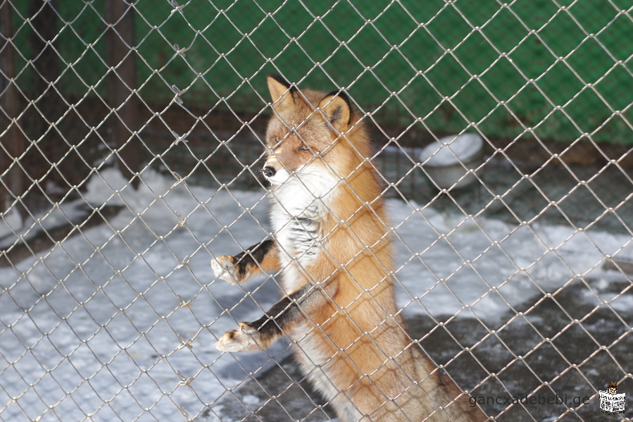 saqorwilo fotografi, samSobiaro saxli, bavSvTa sesiebi. video gadaReba