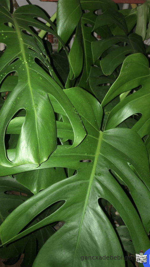 iyideba monstera(monsterebi)