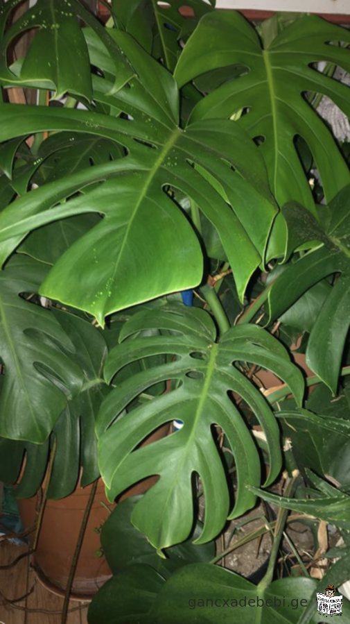 iyideba monstera(monsterebi)