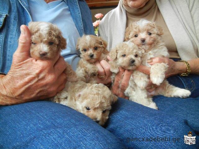 Adorble and Socialized Maltipoo Puppies With Papers Ready to leave Now