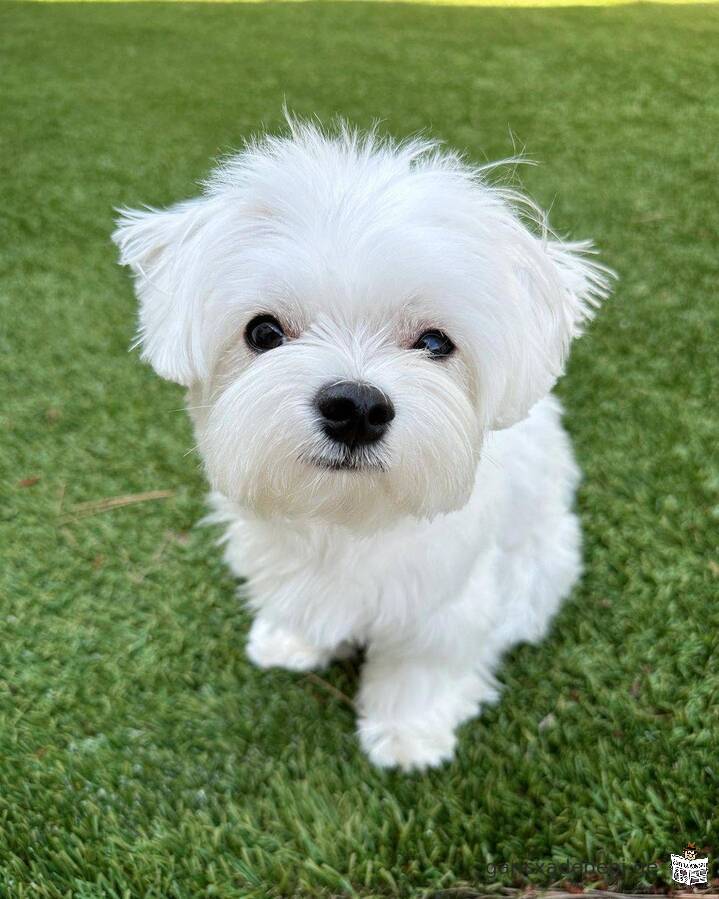 MALE/FEMALE MALTESE PUPPIES AVAILABLE