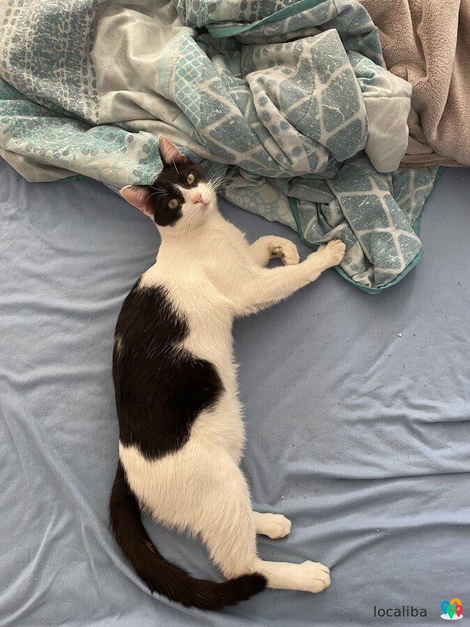 Noir et blanc, ce chat domestique cherche un nouveau propriétaire.