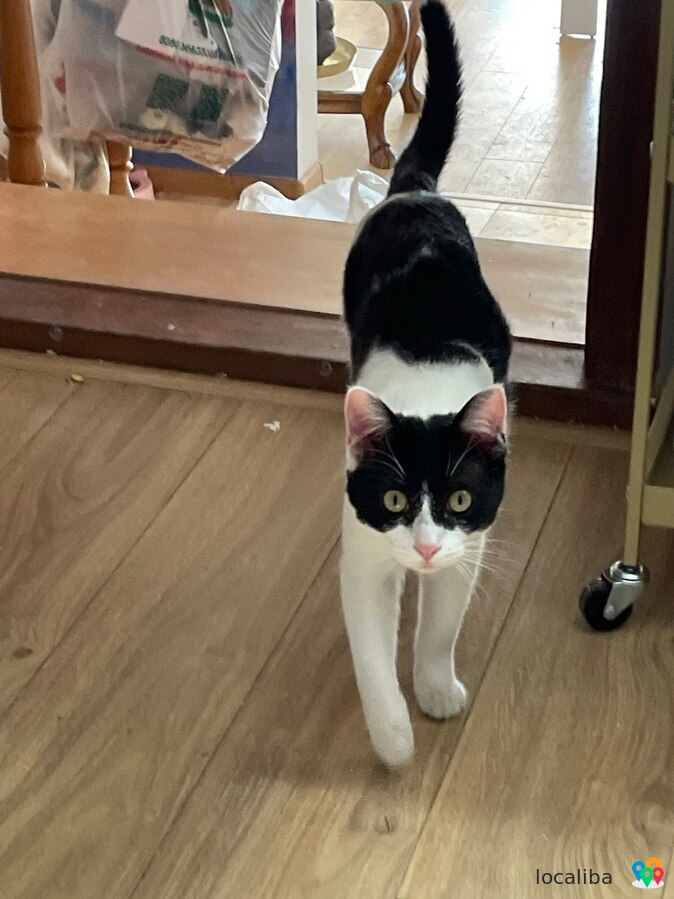 A black&white house cat is looking for an owner.