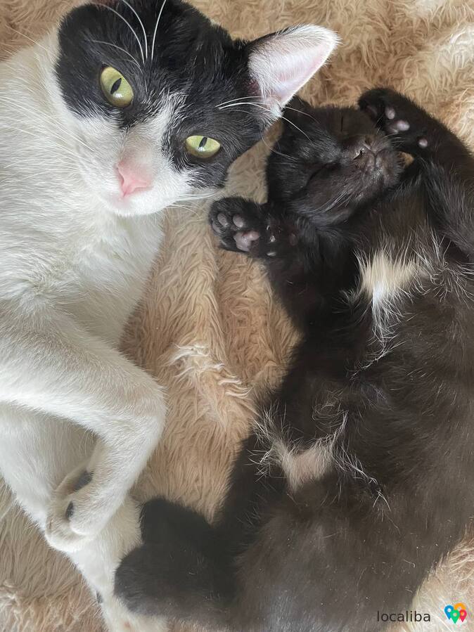 Noir et blanc, ce chat domestique cherche un nouveau propriétaire.