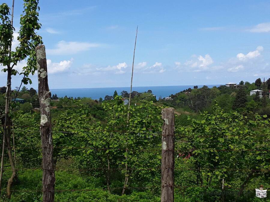 In Chakvi, in the resort area, a plot of 6900 sq.m. is for sale from the owner.