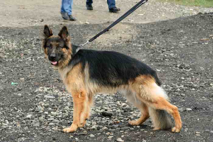 German Shepherd