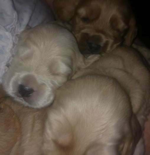 Cocker Spaniel puppies for sale