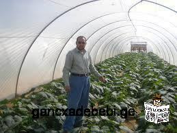 agricultural greenhouses