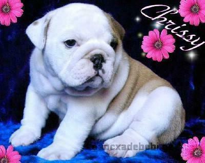 Beautiful English Bulldog Puppies For Adoption