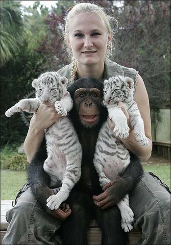 Well trained White Tiger cubs for Sale