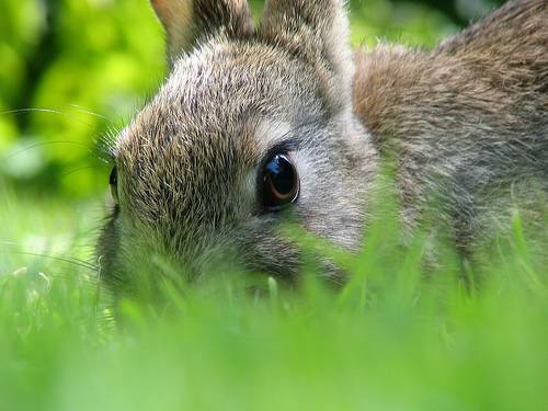 velican rabbit