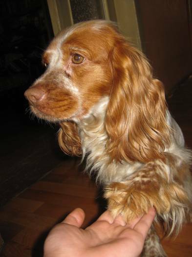 Seeking a male for mating Russian spaniel.