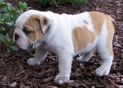 Healthy and Cute English Bulldogs