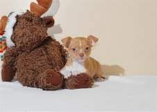 cute chihuahua pups for adoption .