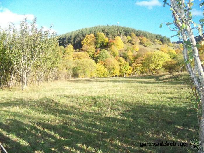 Terrain à vendre dans le village Mzetamze