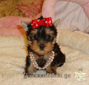 female tea cup yorkie puppy