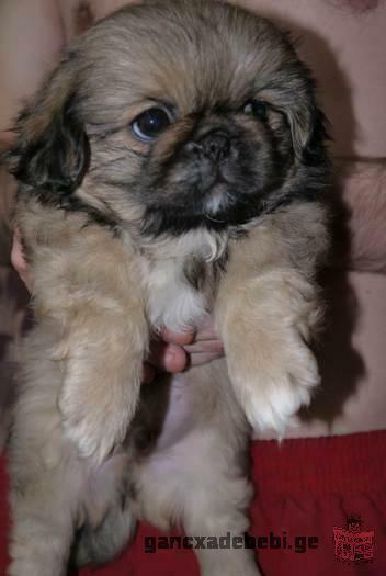 pekines's puppy