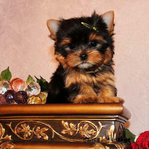 healthy teacup yorkies available