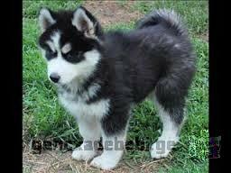 Siberian Husky Puppy