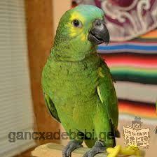 CUTE AMAZON PARROTS FOR SALE