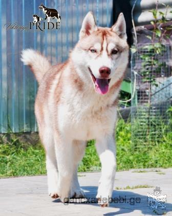 Siberian husky puppies