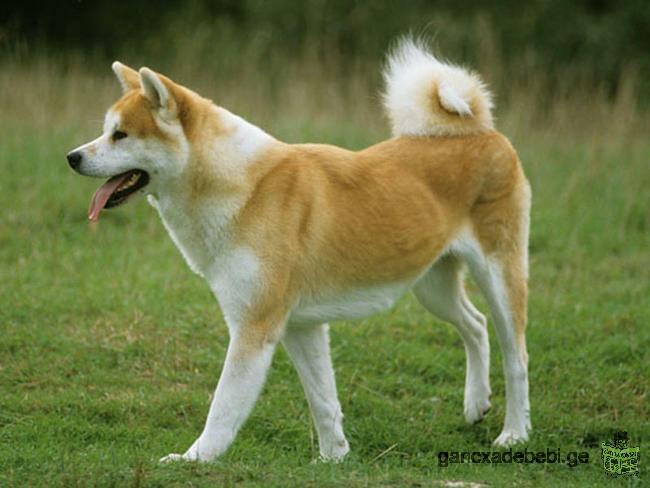 buy akita inu!