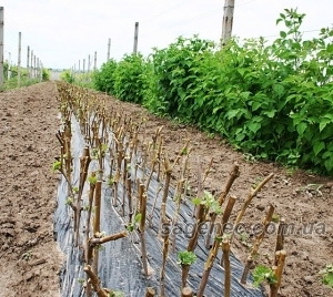 саженцы винограда из молдовы