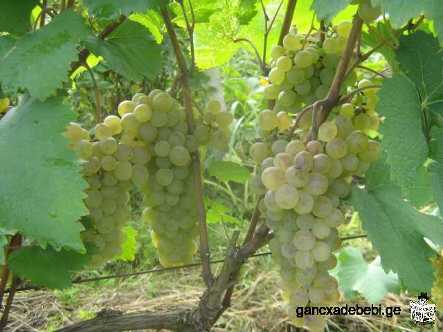 natural Kakhetian wine!