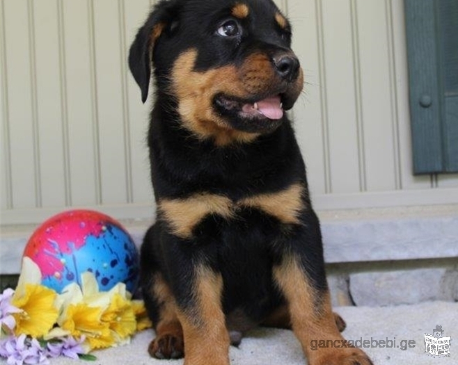 Cute AKC Rottweiler Puppy for Adoption 12 weeks old