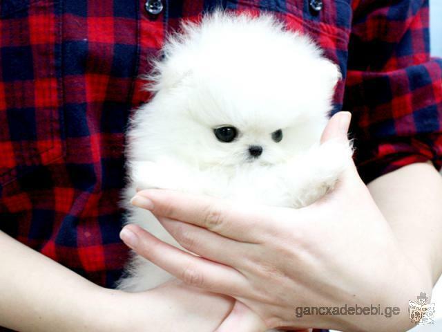 Pomeranian toy puppies are ready