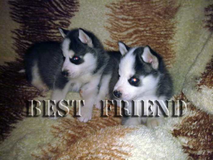 "BEST FRIEND" selling huskies puppies